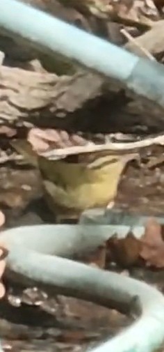 Worm-eating Warbler - ML642690449