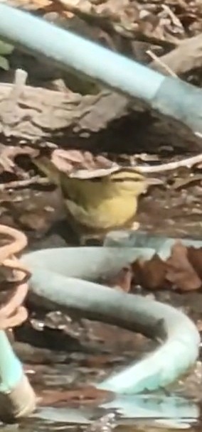 Worm-eating Warbler - ML642690450