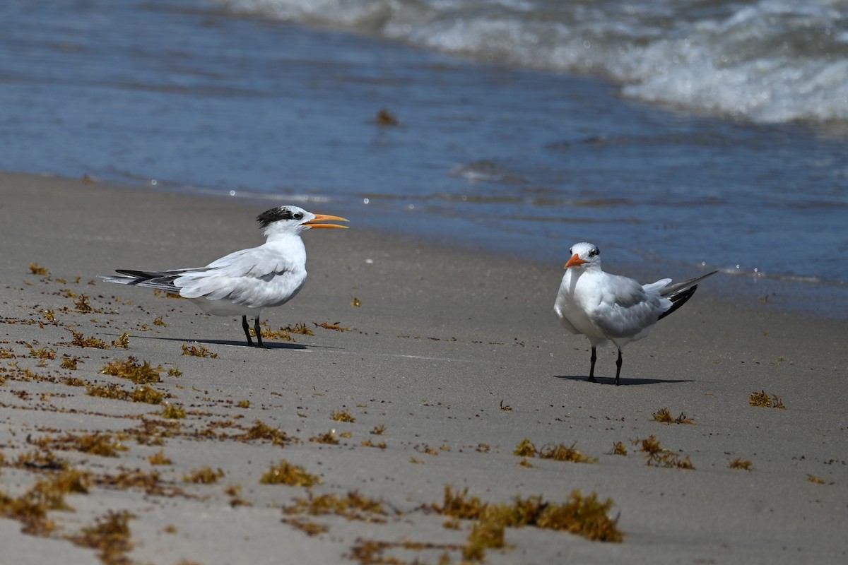 Royal Tern - ML642690461