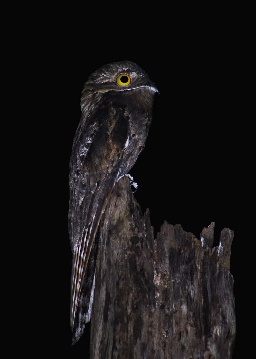 Common Potoo - ML642690462