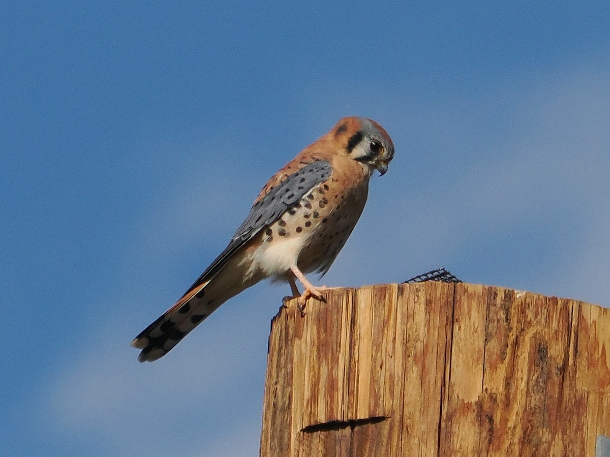 American Kestrel - ML642690467