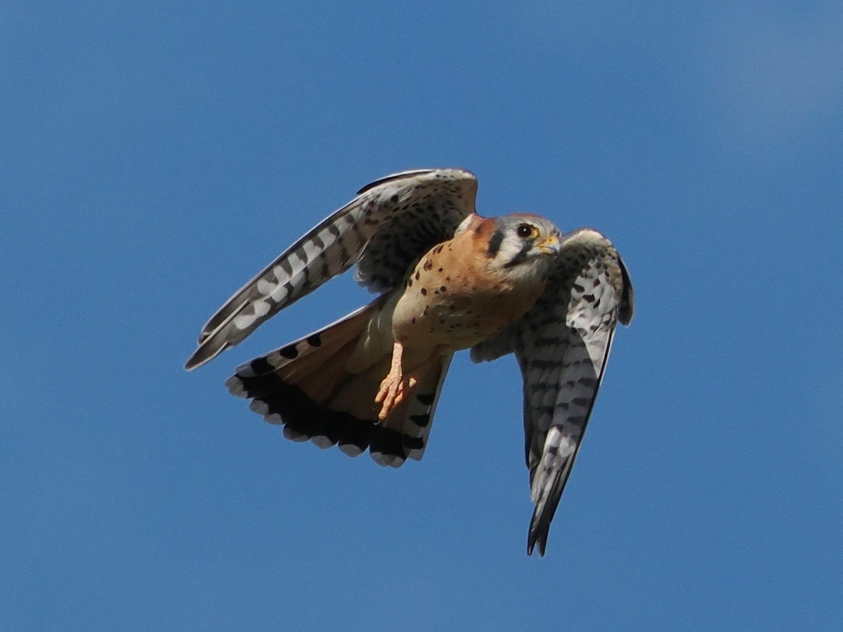 American Kestrel - ML642690468