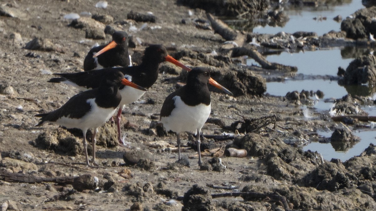 Eurasian Oystercatcher - ML642690475