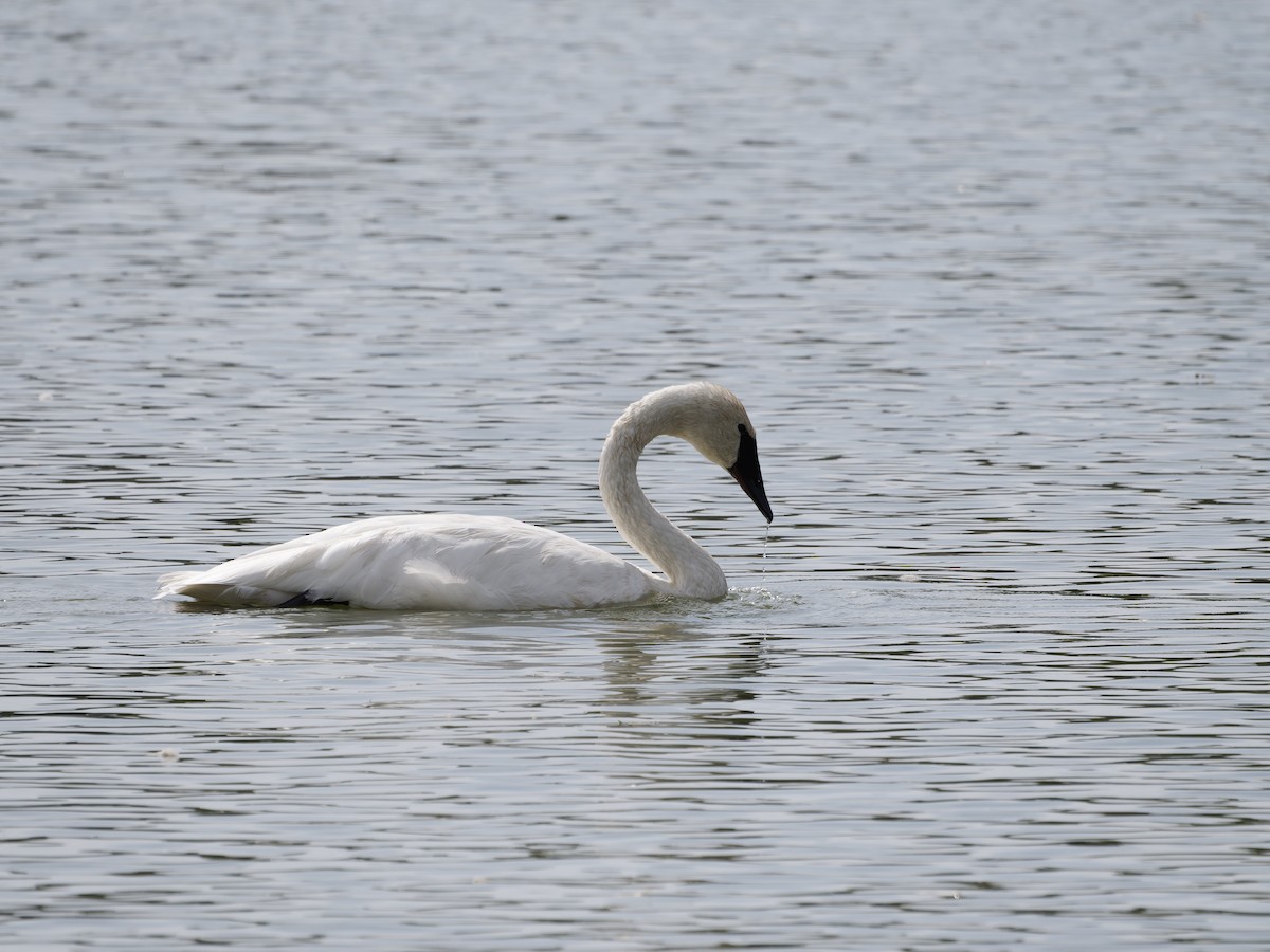 Trumpeter Swan - ML642690477
