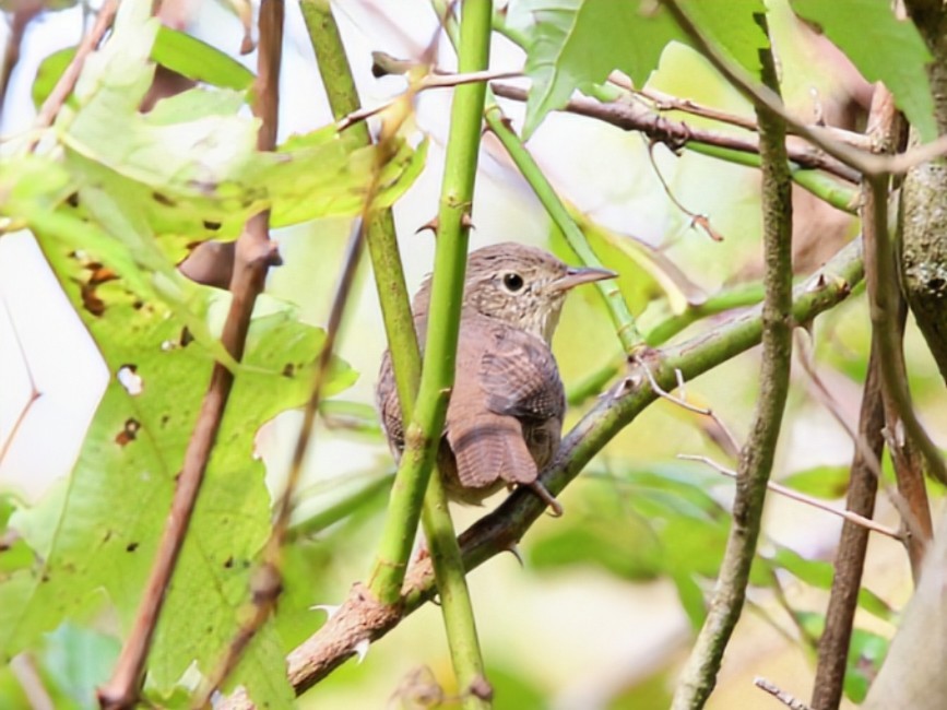 Northern House Wren (Northern) - ML642690484