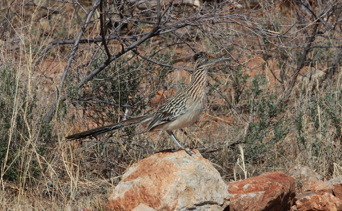Wegekuckuck - ML642690491
