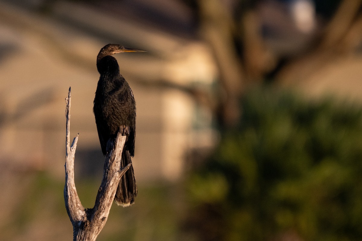 Anhinga - ML642690496