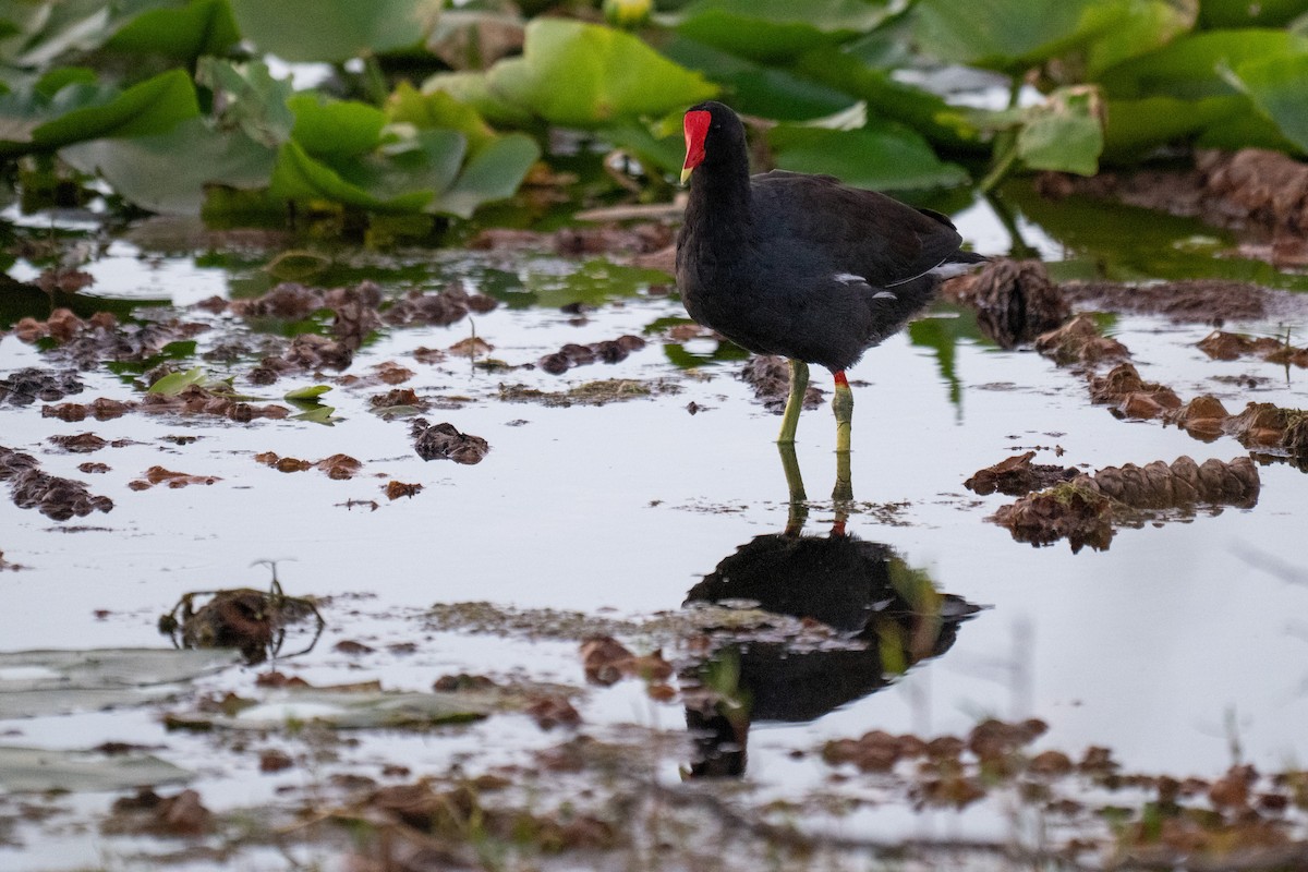 Common Gallinule - ML642690498