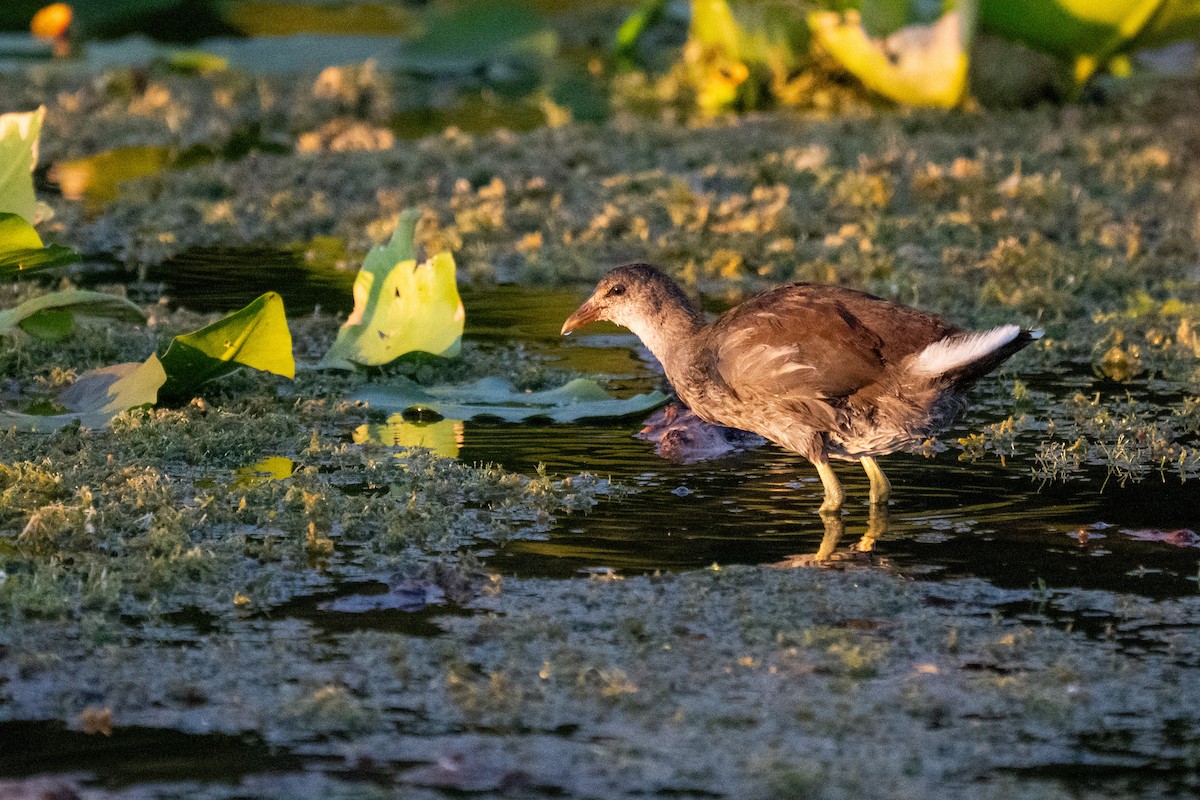 Common Gallinule - ML642690500