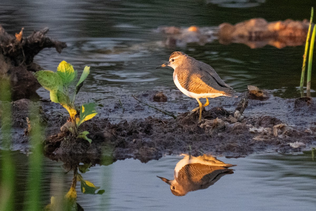 Spotted Sandpiper - ML642690503