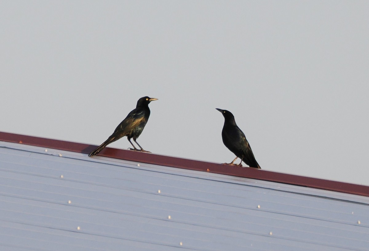 Great-tailed Grackle - ML642690510