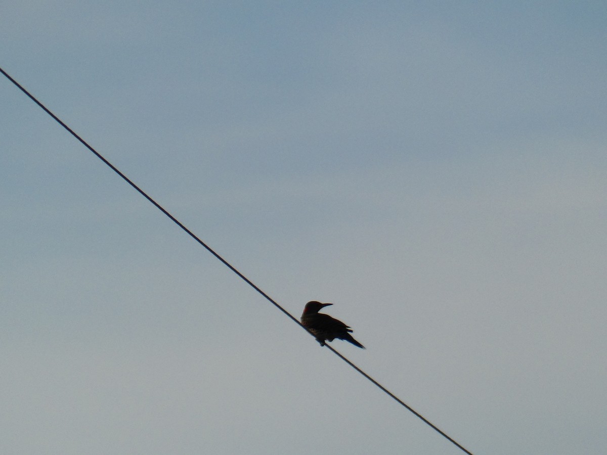 Northern Flicker (Yellow-shafted) - ML642690513