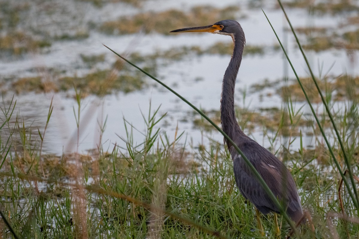 Tricolored Heron - ML642690515