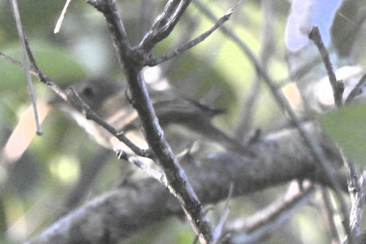 Empidonax sp. - ML642690516