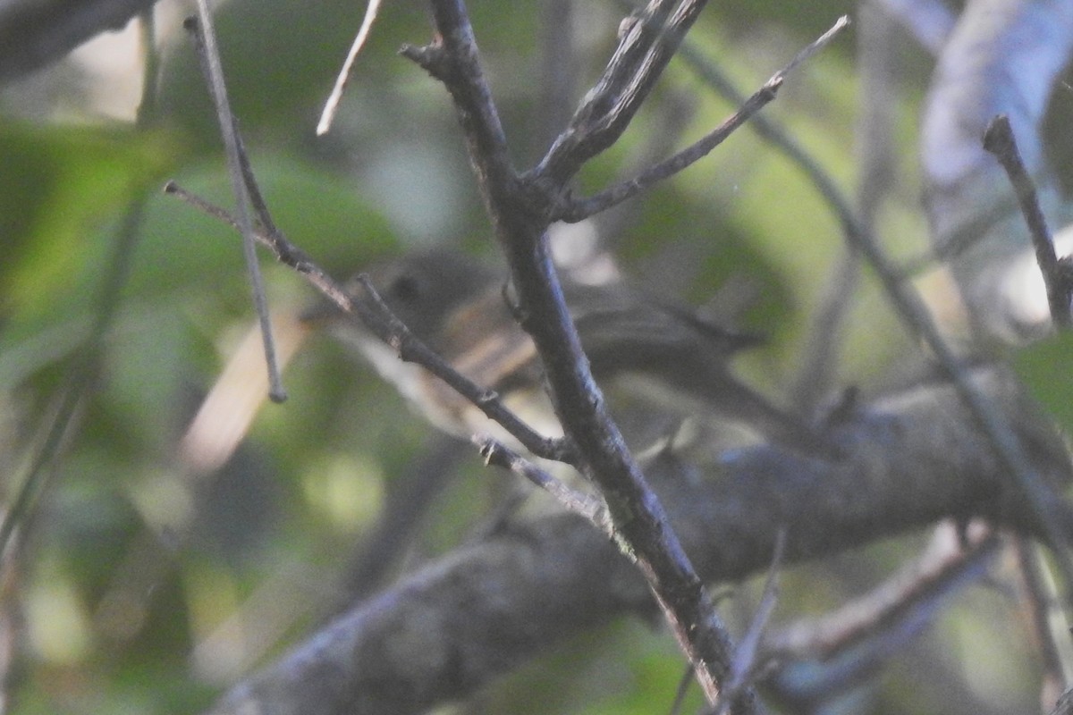 Empidonax sp. - ML642690517