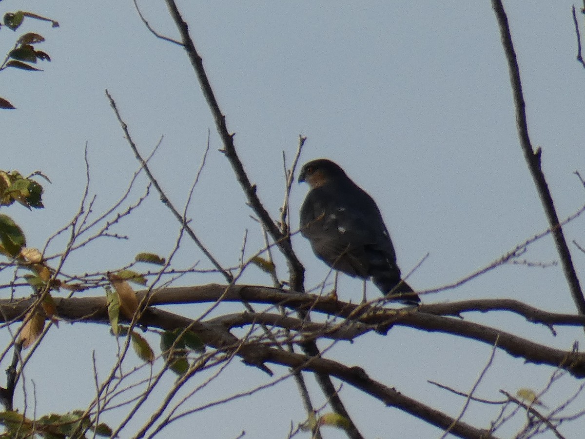 Sharp-shinned Hawk - ML642690519