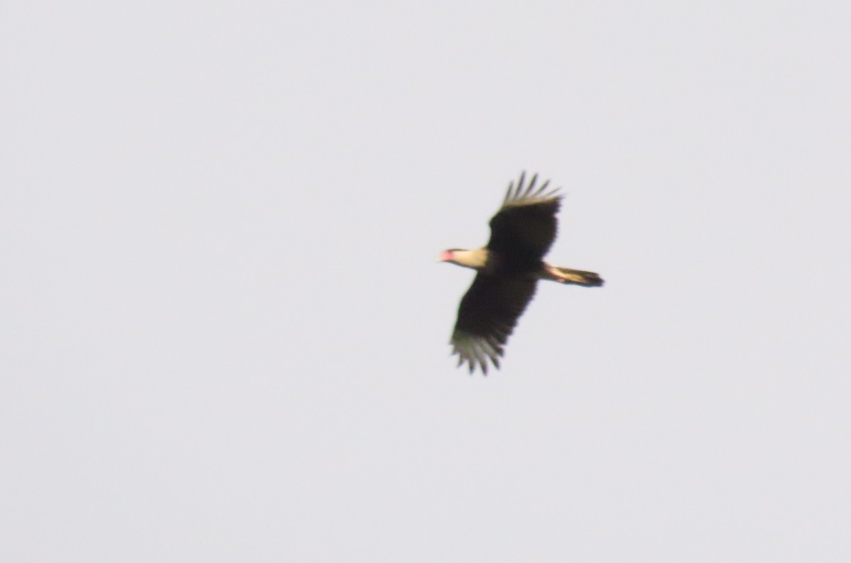 Crested Caracara - ML642690532