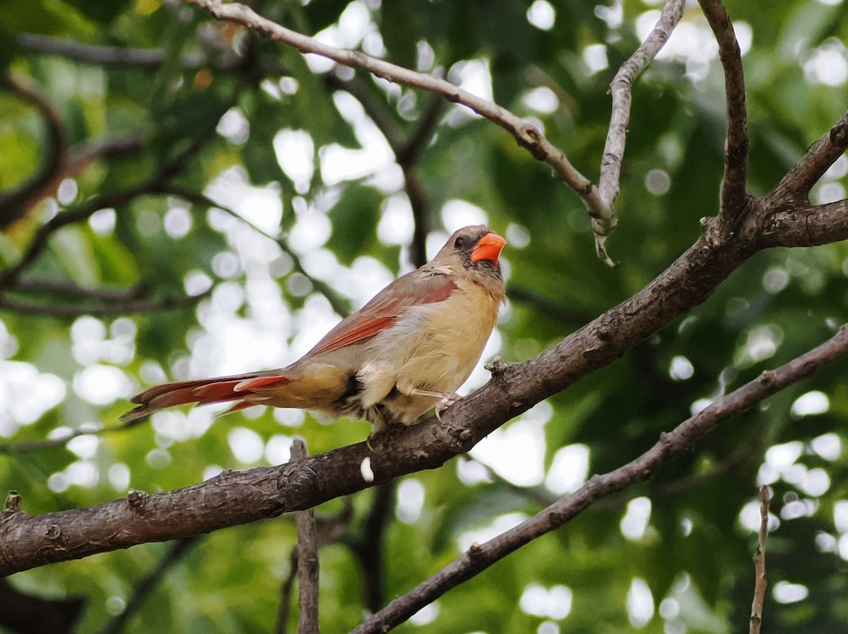 Northern Cardinal - ML642690534