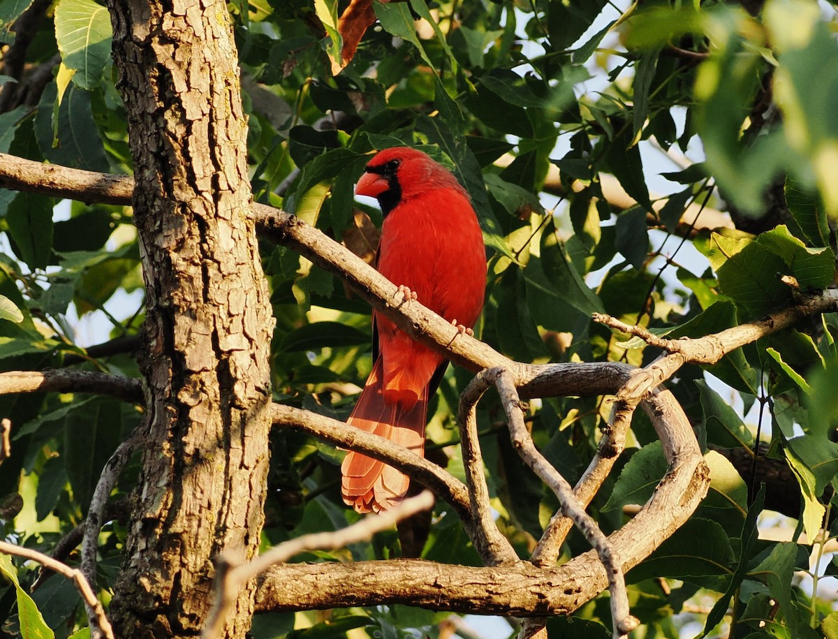 Northern Cardinal - ML642690535