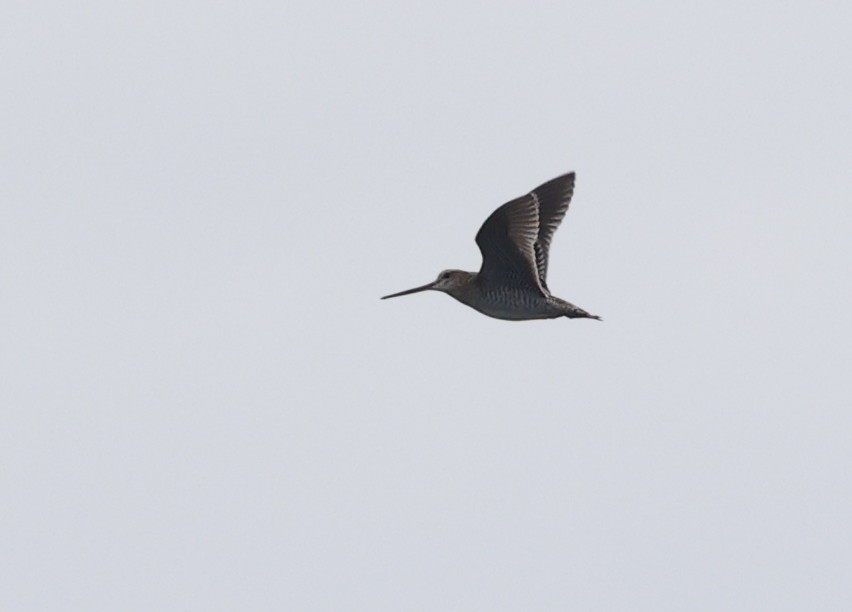 Pin-tailed Snipe - ML642690536