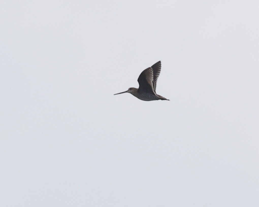 Pin-tailed Snipe - ML642690537