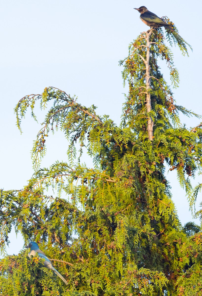 California Scrub-Jay - ML642690538
