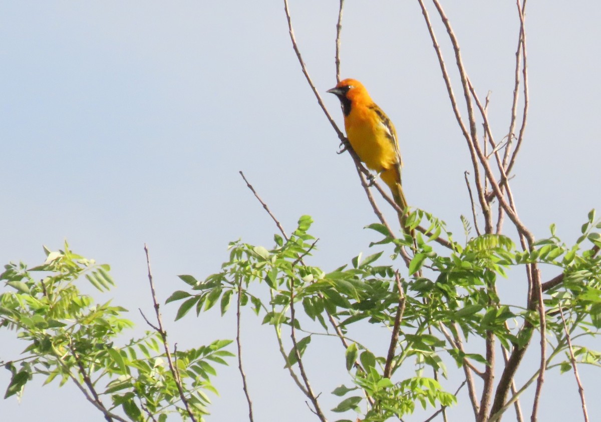 Streak-backed Oriole - ML642690539