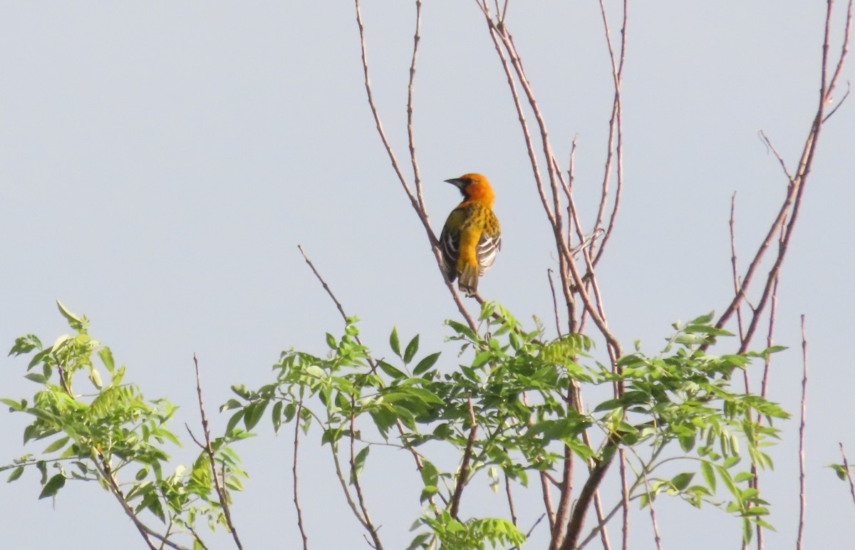 Streak-backed Oriole - ML642690540