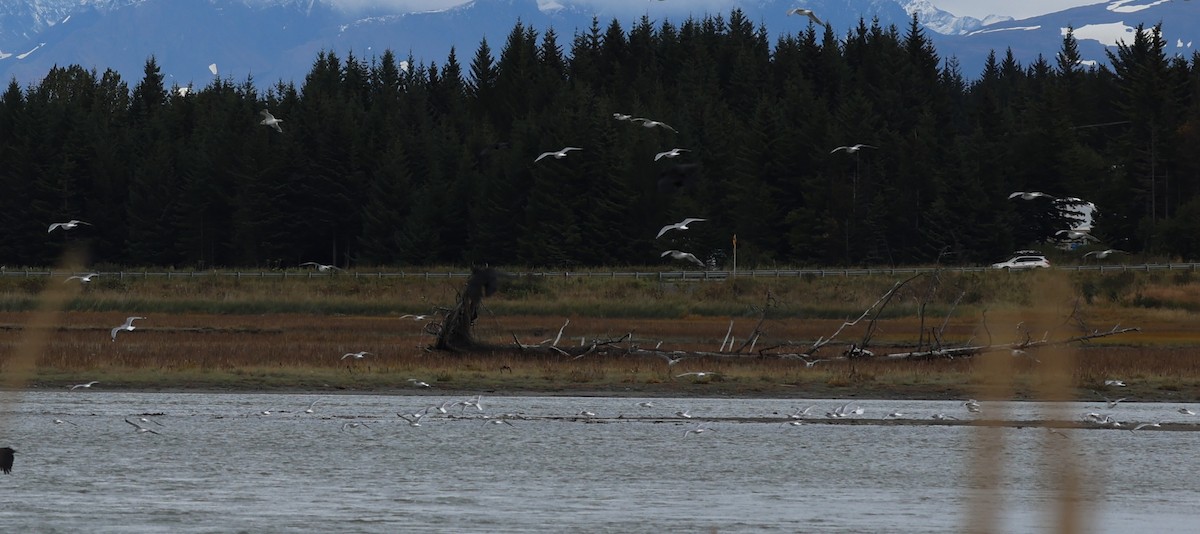gull sp. - ML642690541