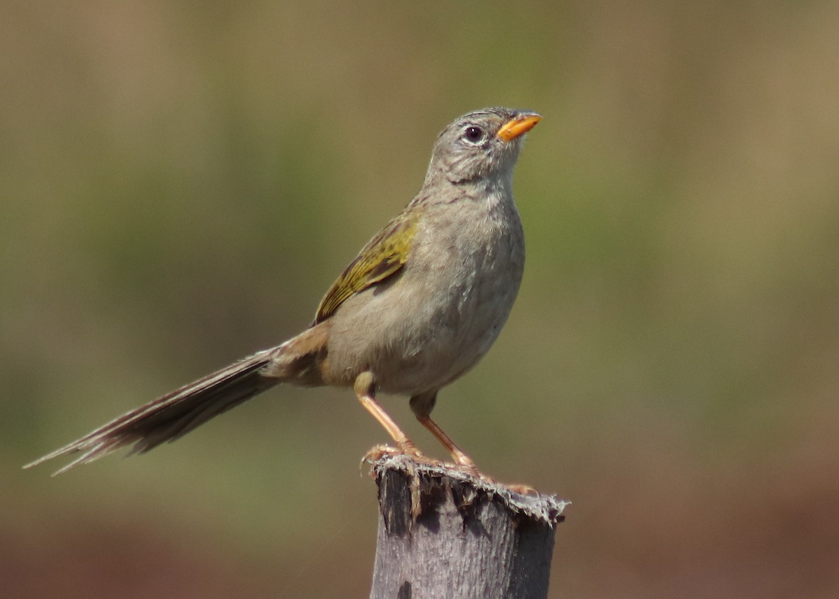 Wedge-tailed Grass-Finch - ML642690542
