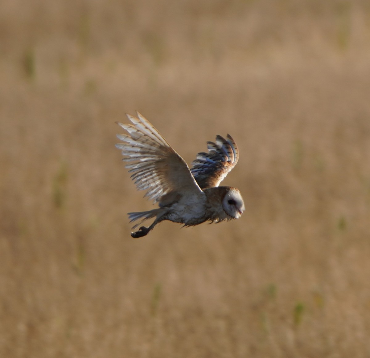 American Barn Owl - ML642690543