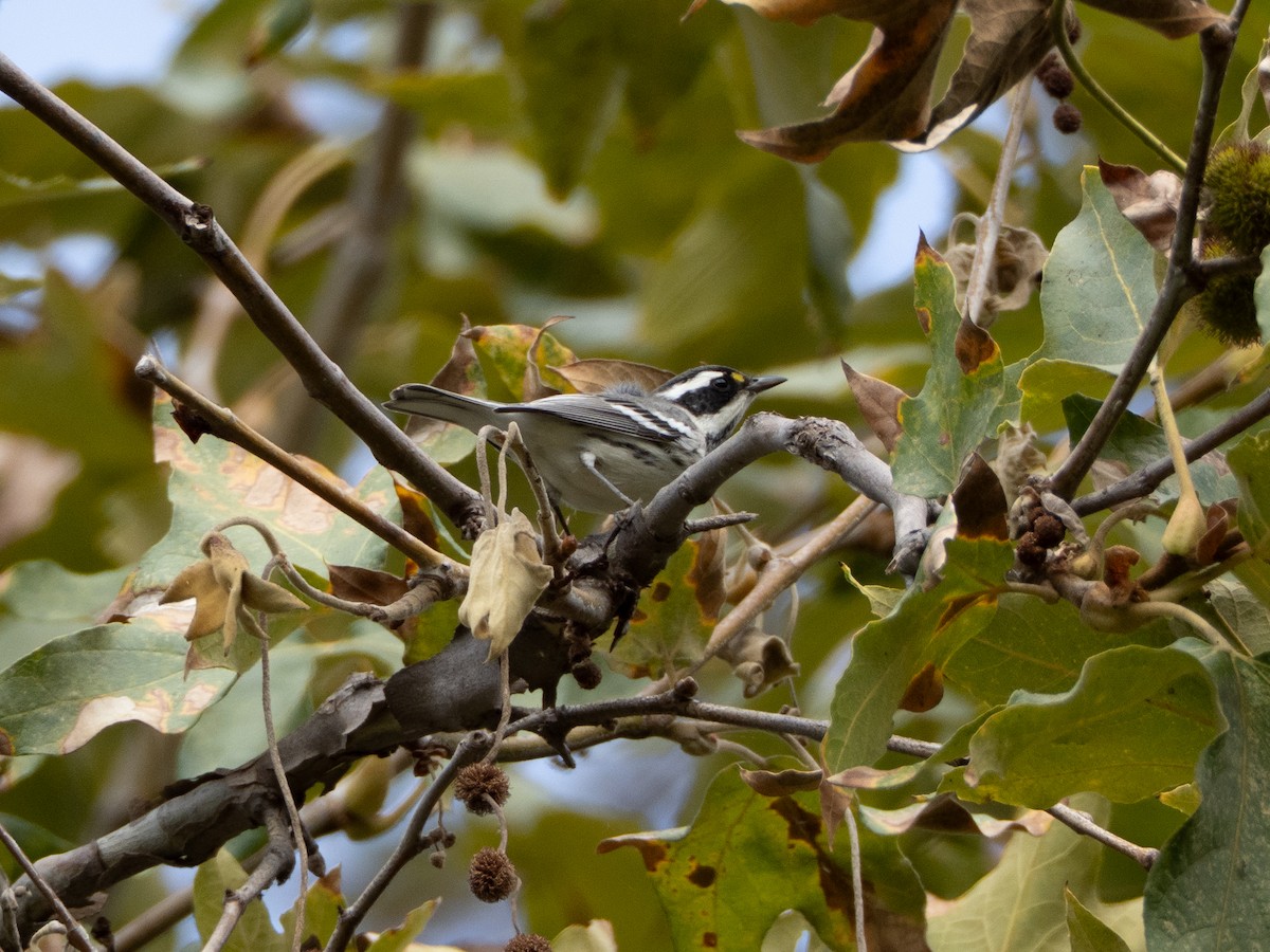 Black-throated Gray Warbler - ML642690544