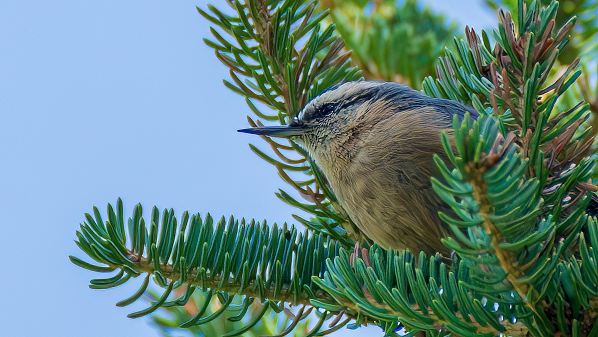Snowy-browed Nuthatch - ML642690545