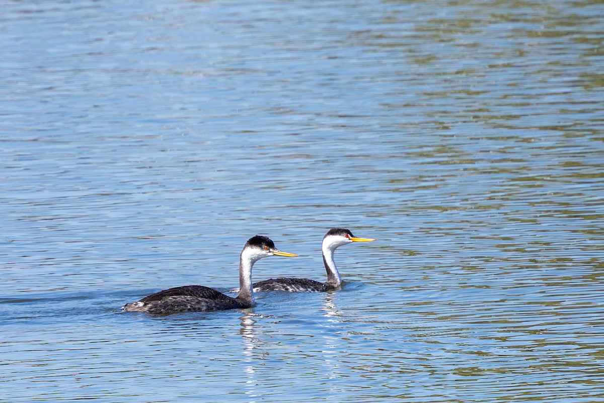 Western/Clark's Grebe - ML642690546