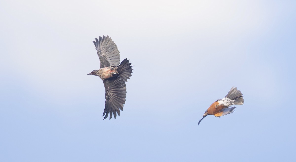 American Robin - ML642690547