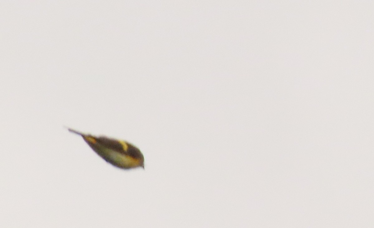 American Redstart - ML642690549