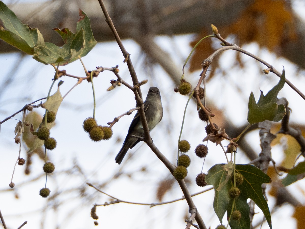 Western Wood-Pewee - ML642690550