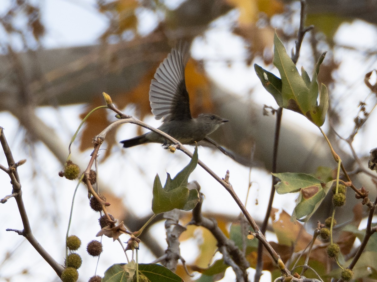 Western Wood-Pewee - ML642690552
