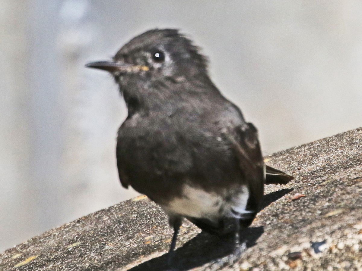 Black Phoebe - ML642690558