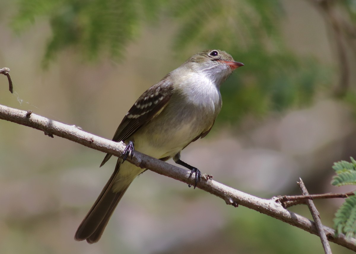 Small-billed Elaenia - ML642690567
