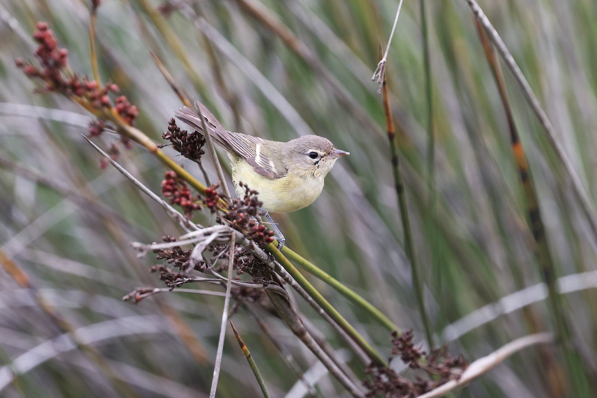 Bell's Vireo - ML642690577