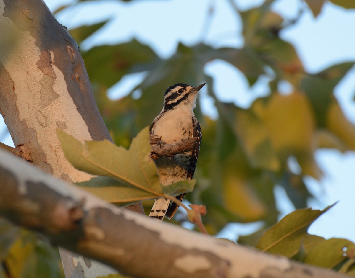 Nuttall's Woodpecker - ML642690579