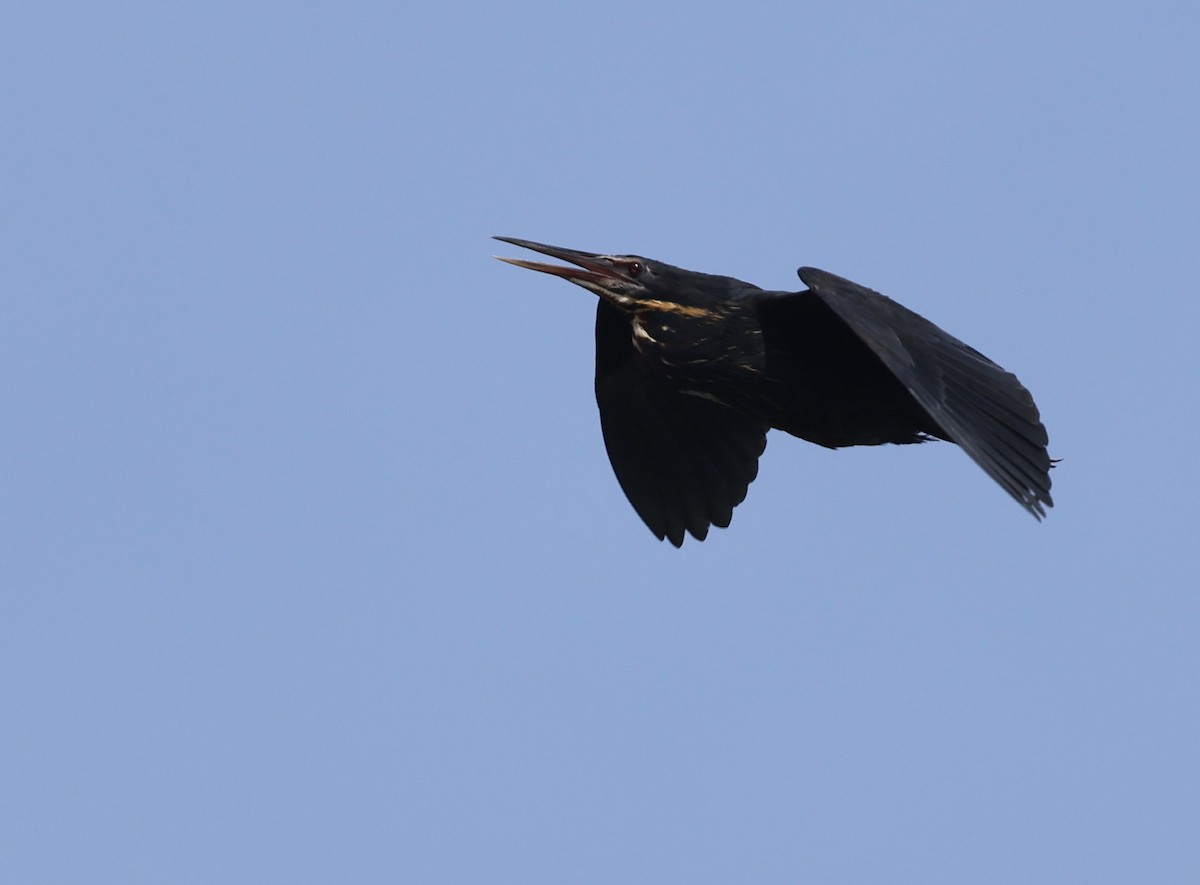 Black Bittern - ML642690581