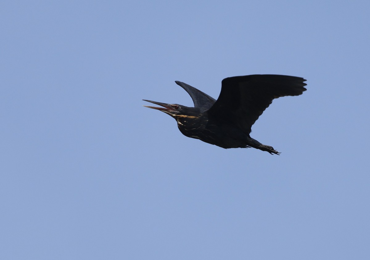 Black Bittern - ML642690582