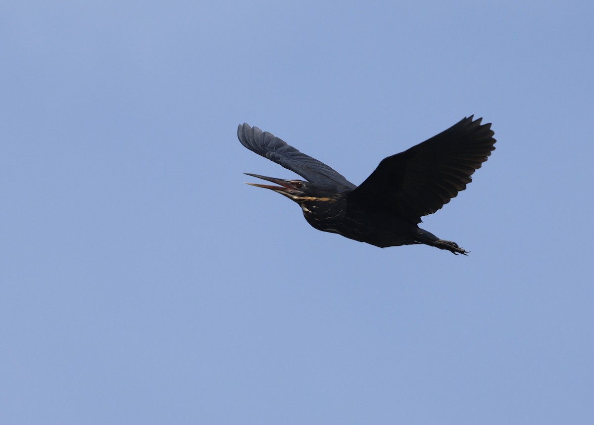 Black Bittern - ML642690583