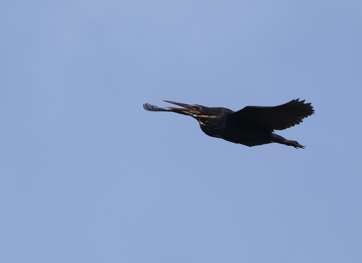 Black Bittern - ML642690584