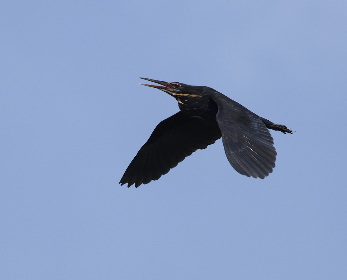Black Bittern - ML642690585