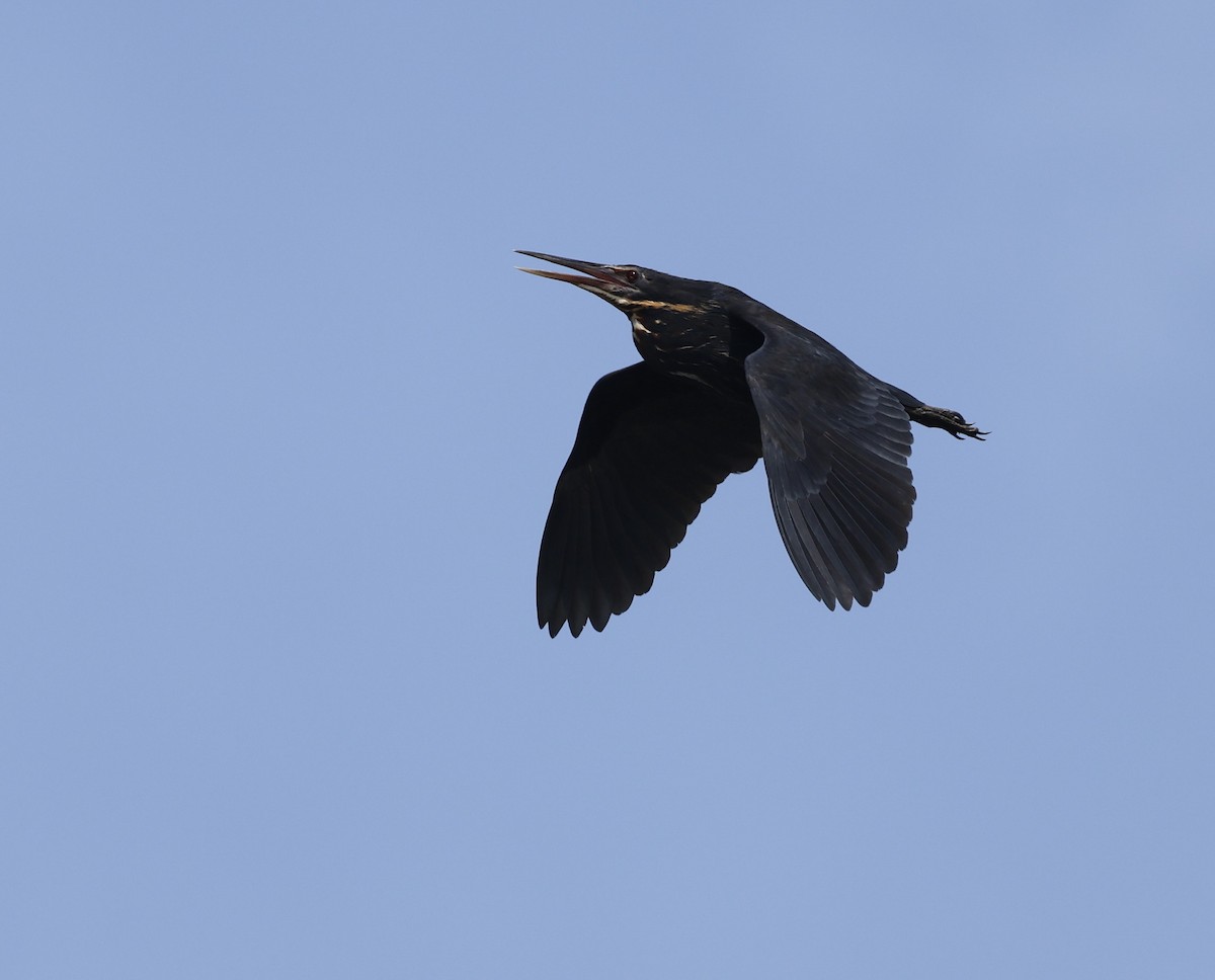 Black Bittern - ML642690586