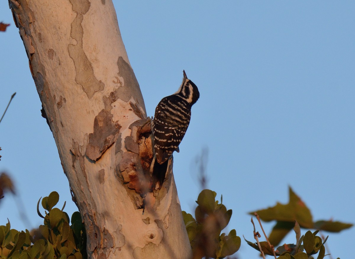 Nuttall's Woodpecker - ML642690587