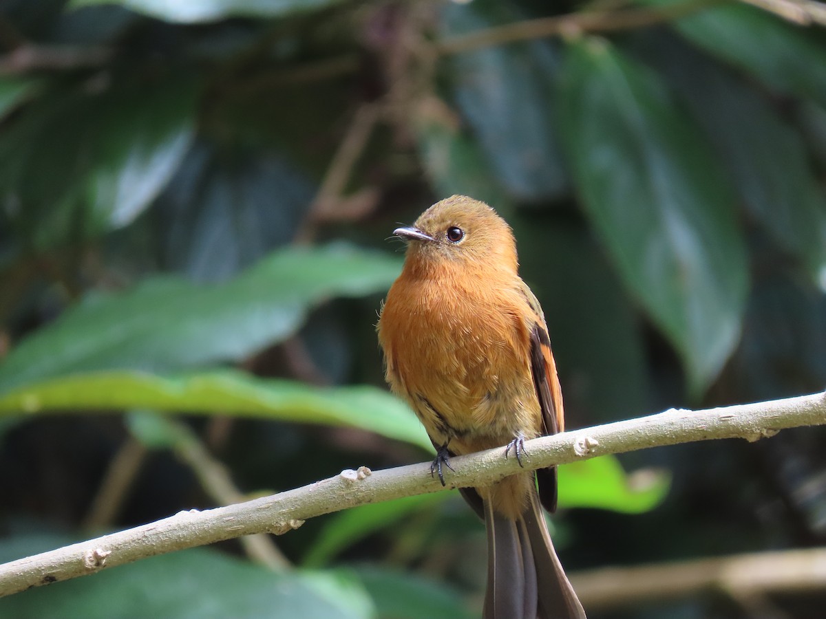 Cinnamon Flycatcher - ML642690593